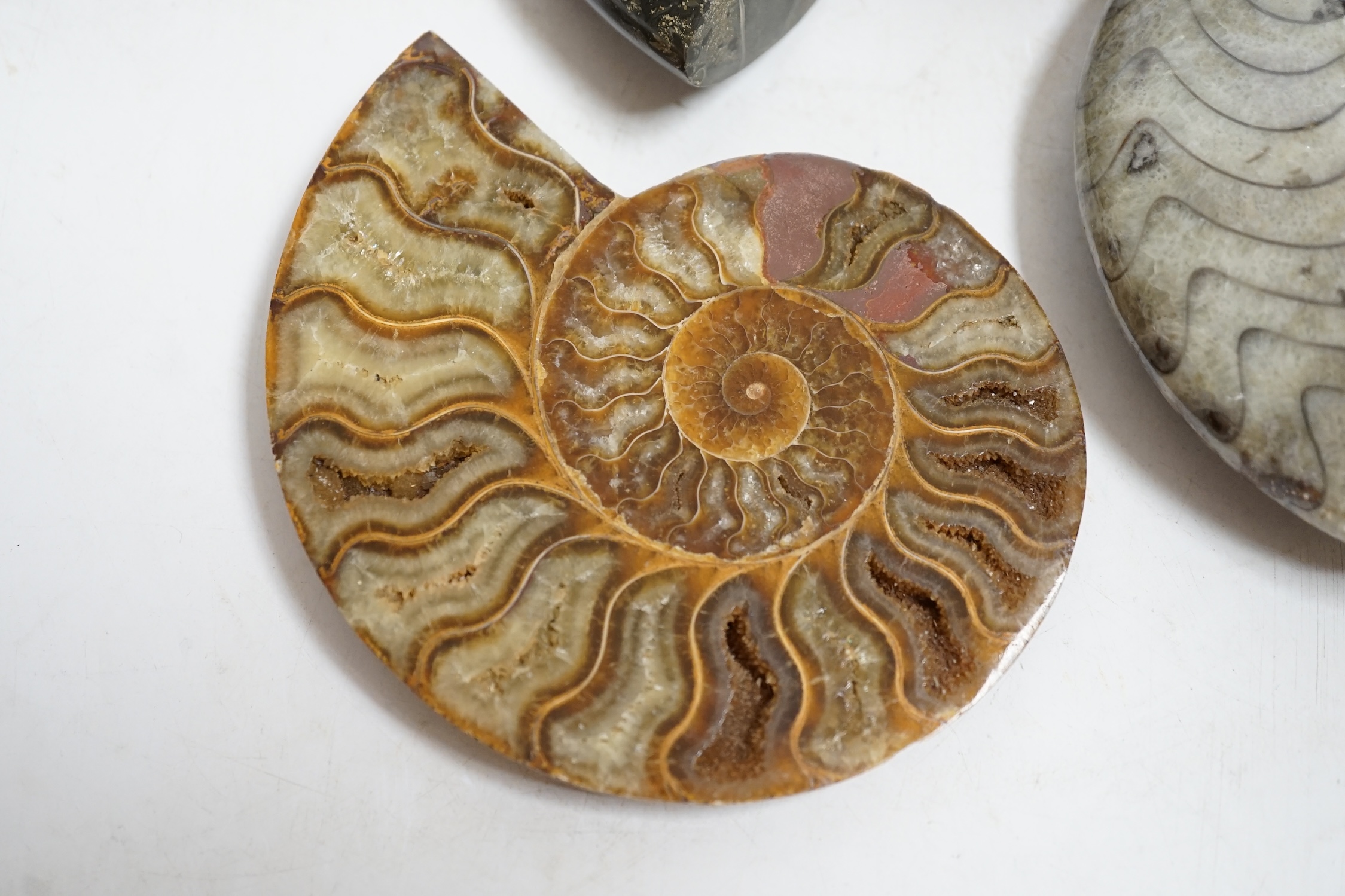 Three polished ammonite fossils, largest 14cm wide. Condition - fair to good